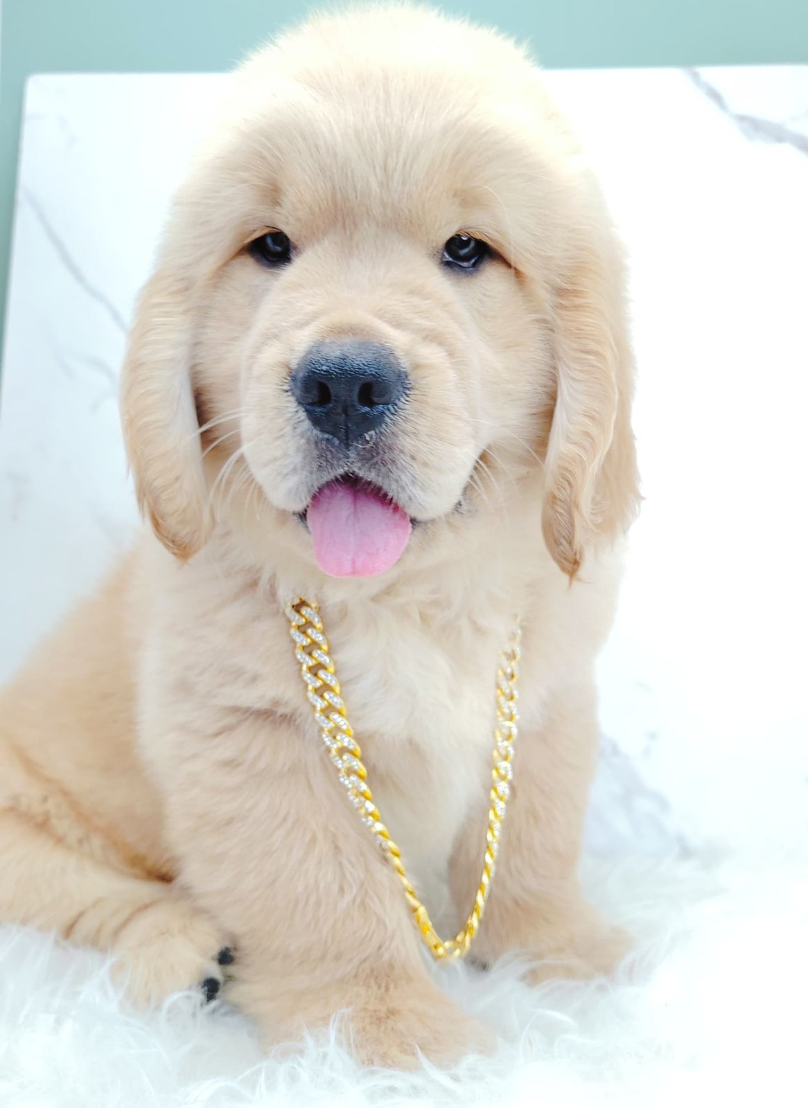 Golden Retriever 黄金猎犬