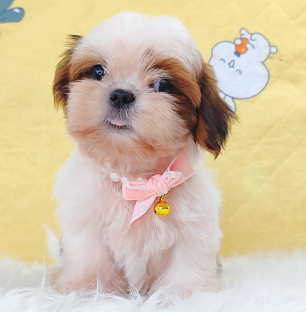 Shih Tzu 西施