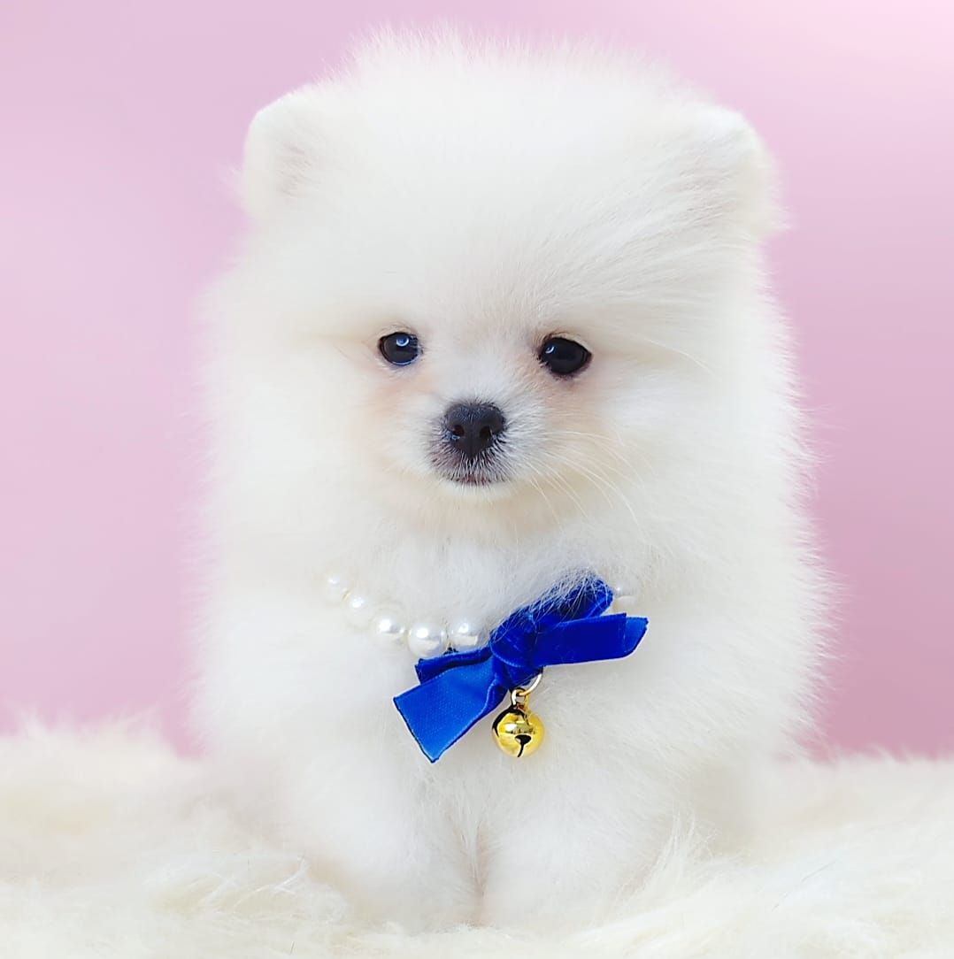 Pomeranian 博美