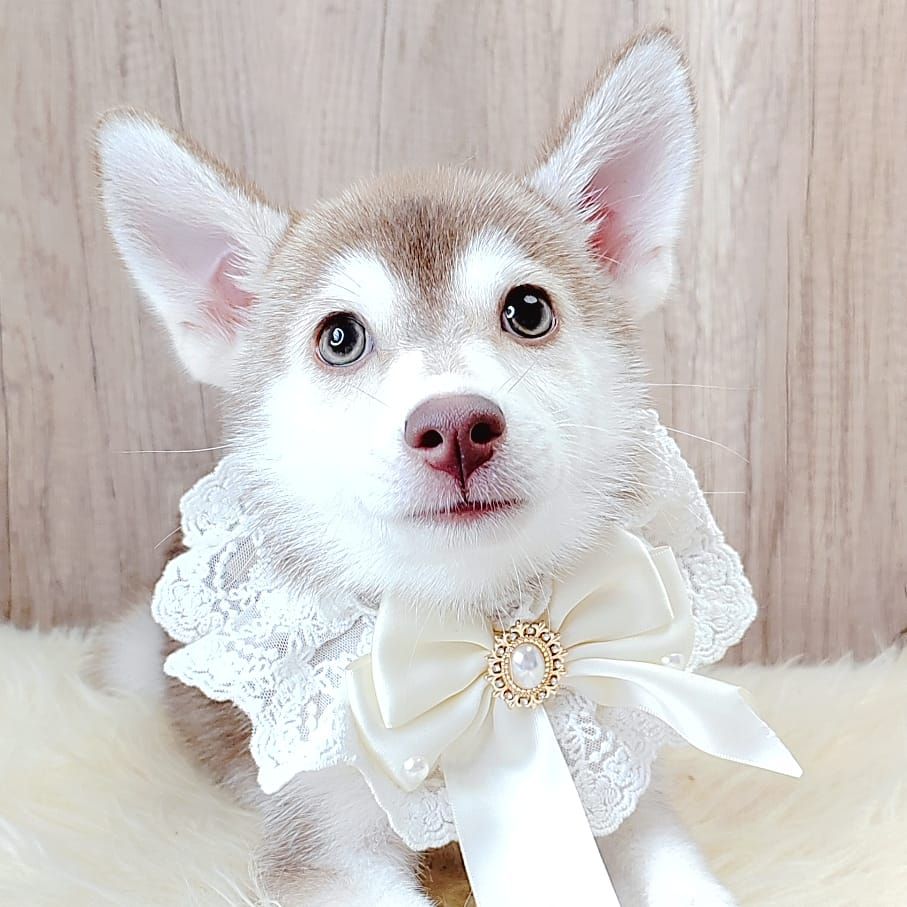 Pomsky 博士奇