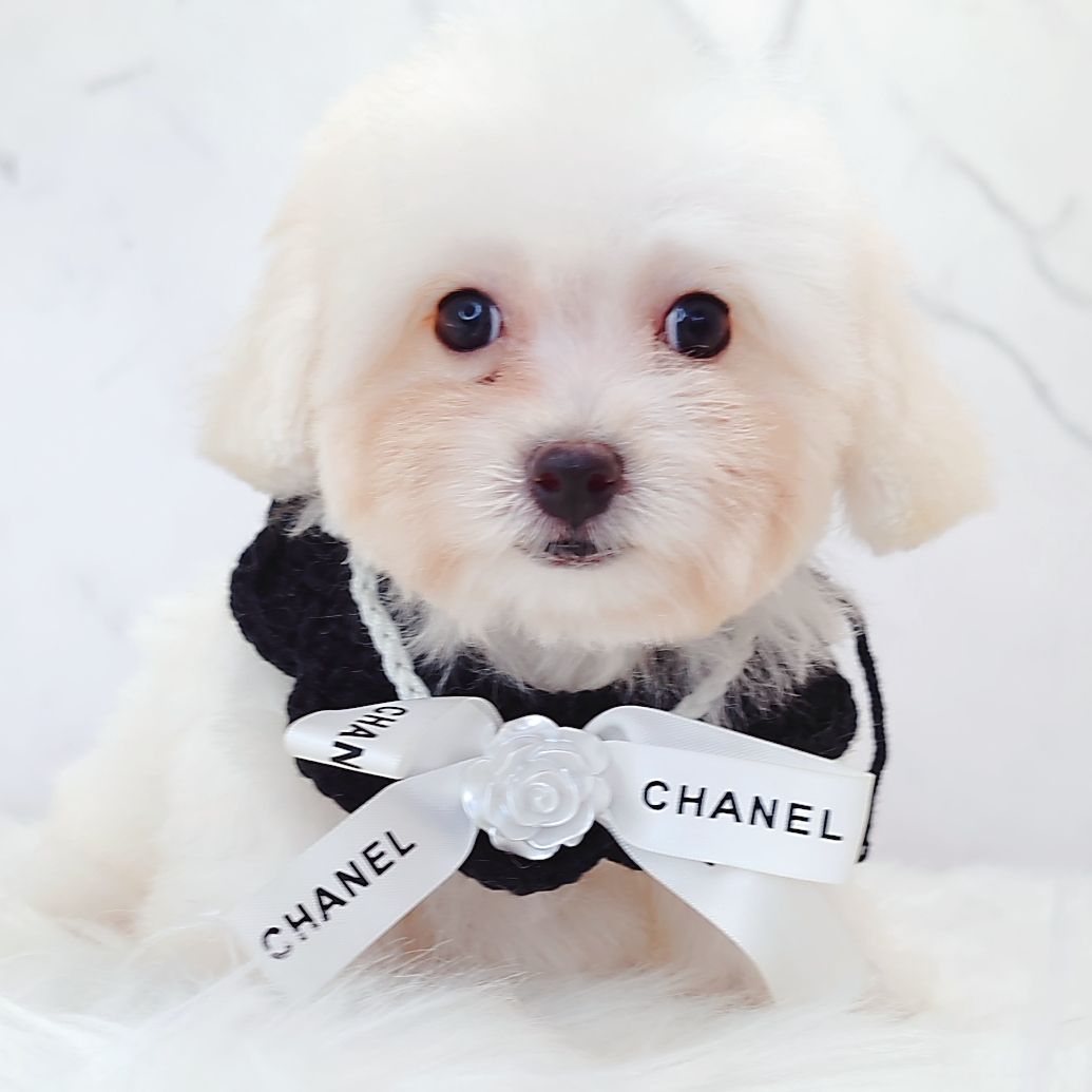 Poodle 娉拌开璐靛