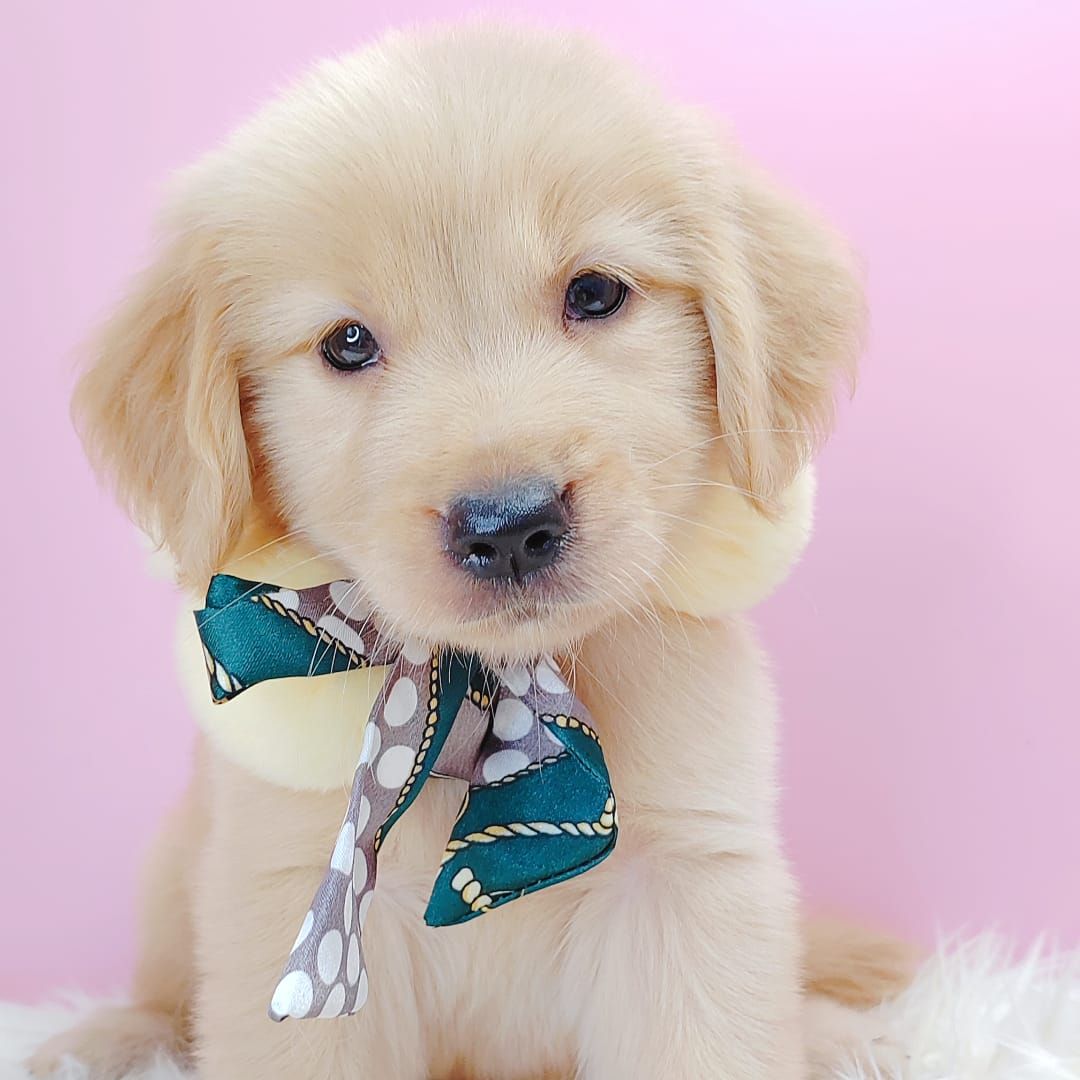 Golden Retriever 黄金猎犬