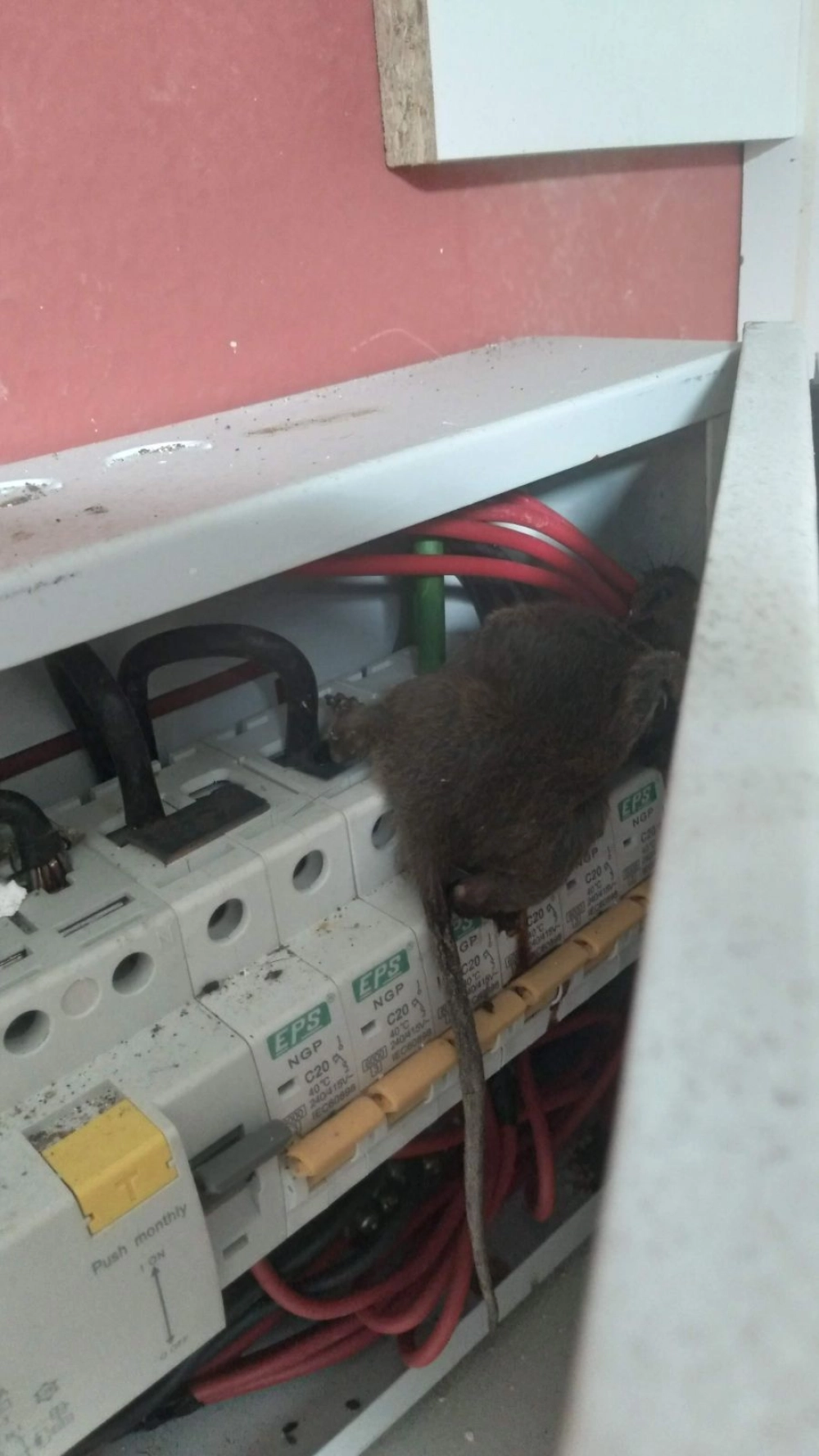 Rats Exterminator