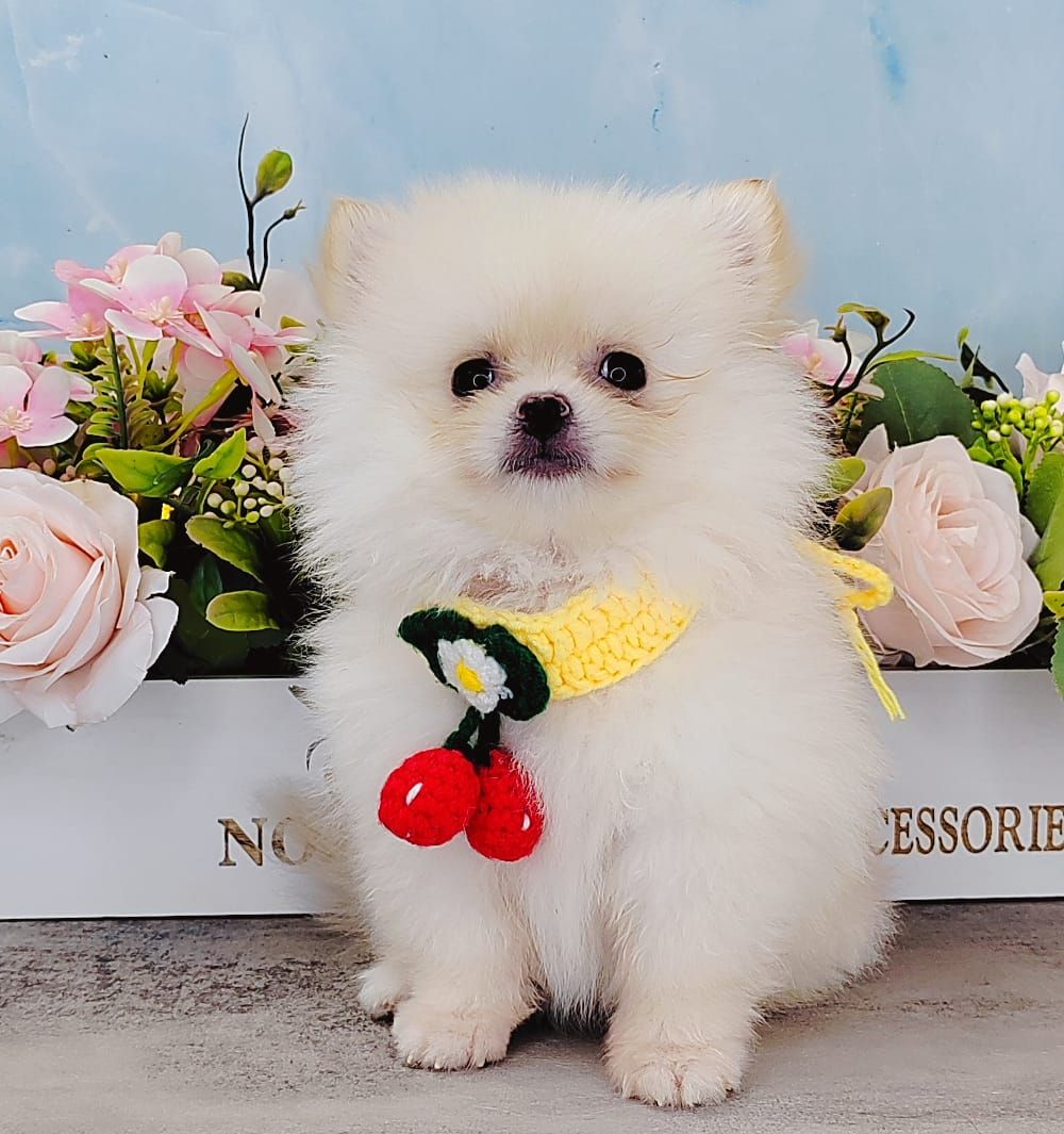 Pomeranian 博美