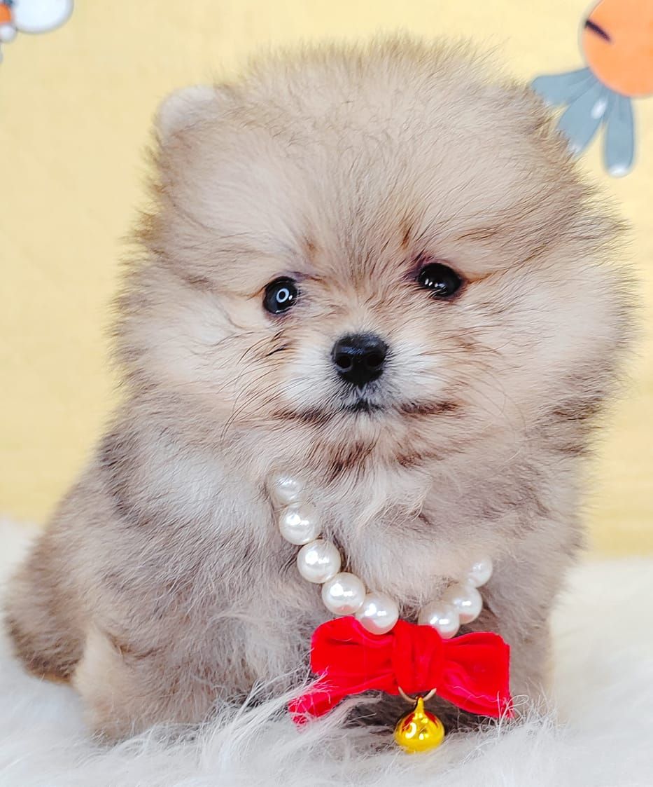 Pomeranian 博美