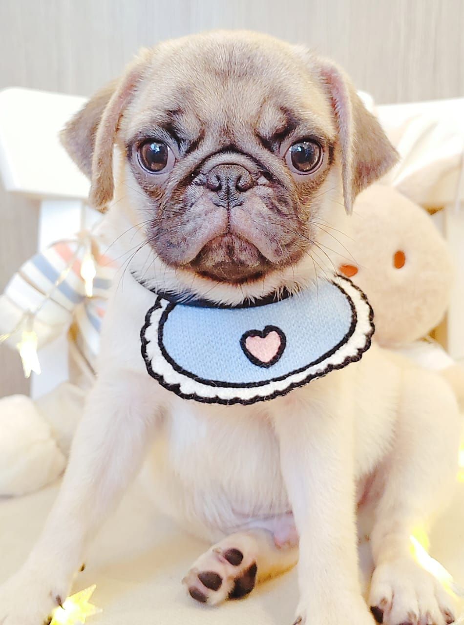 Pug 巴哥
