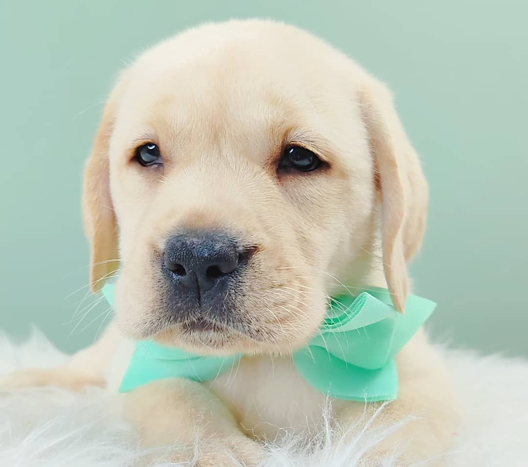 Labrador Retriever 拉布拉多
