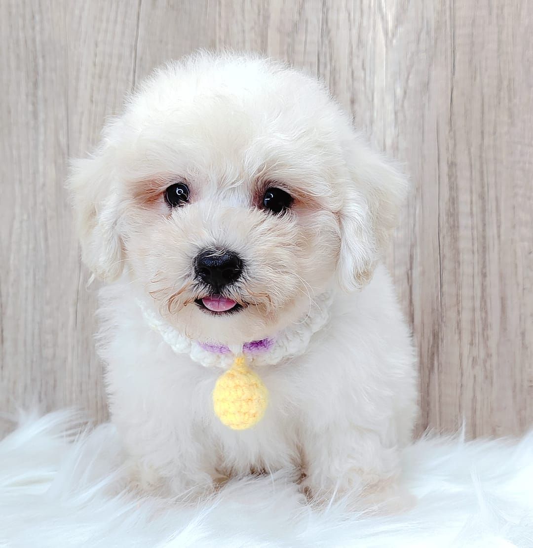 Poodle 娉拌开璐靛