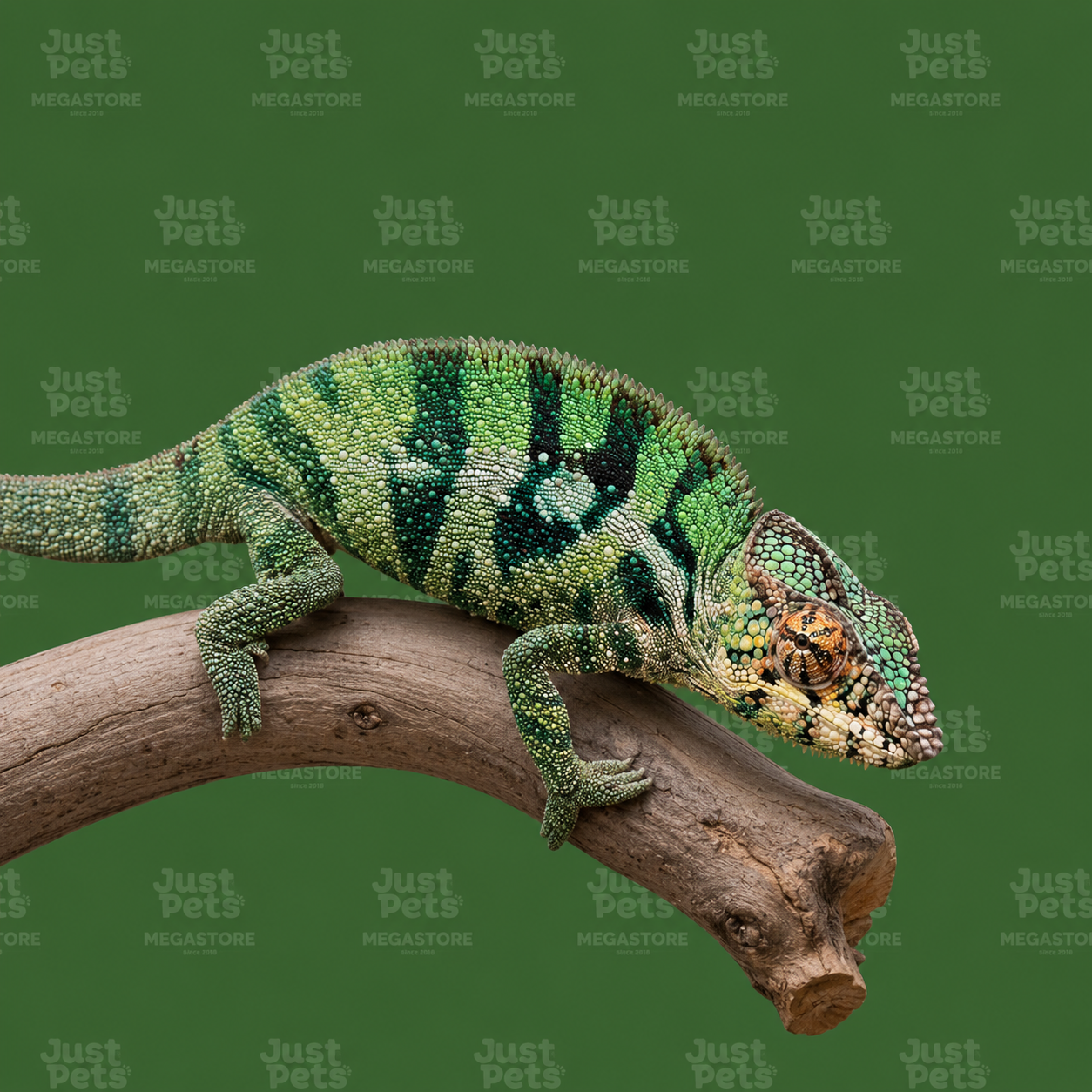 Chameleon Sambrinano Panther