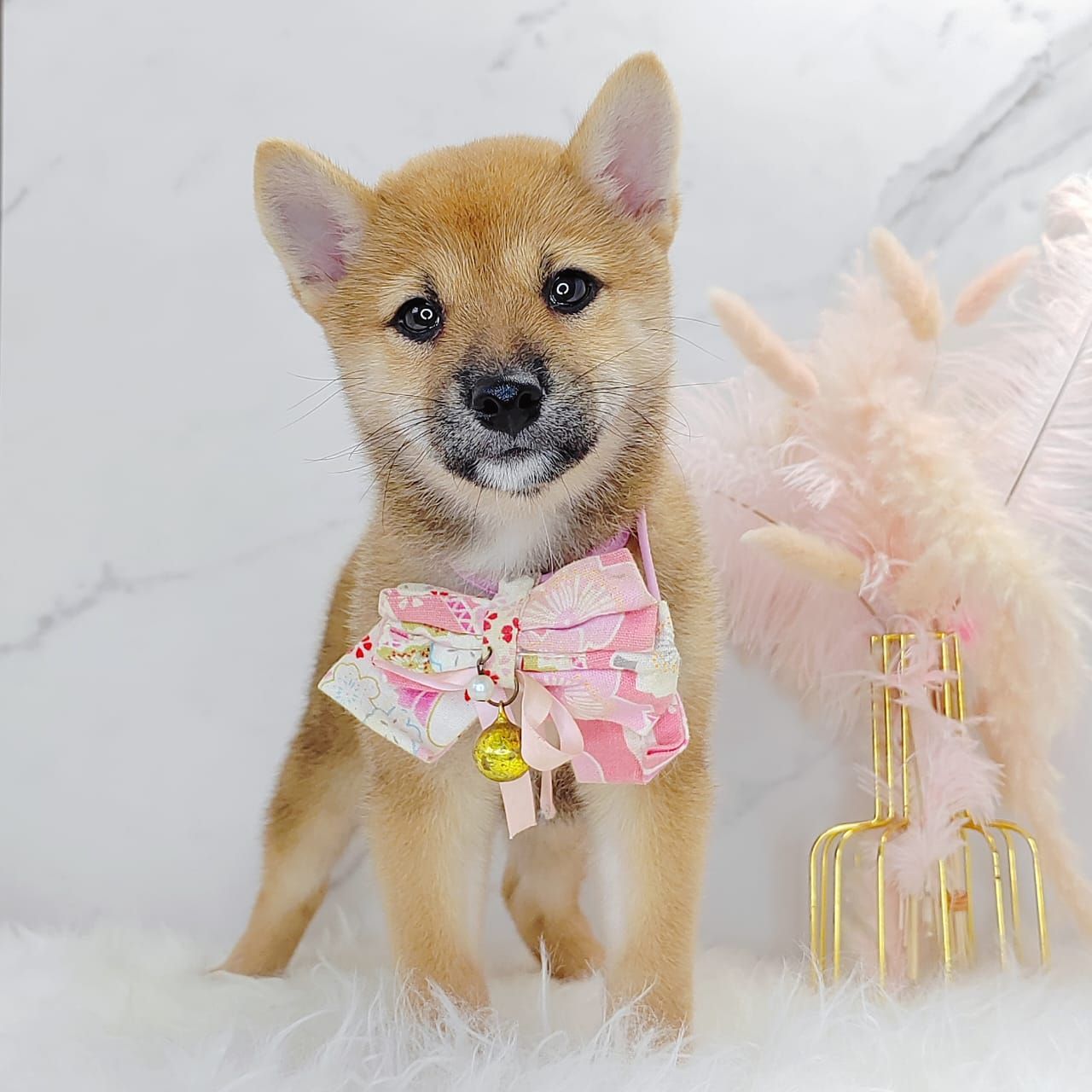 Shiba Inu 柴犬