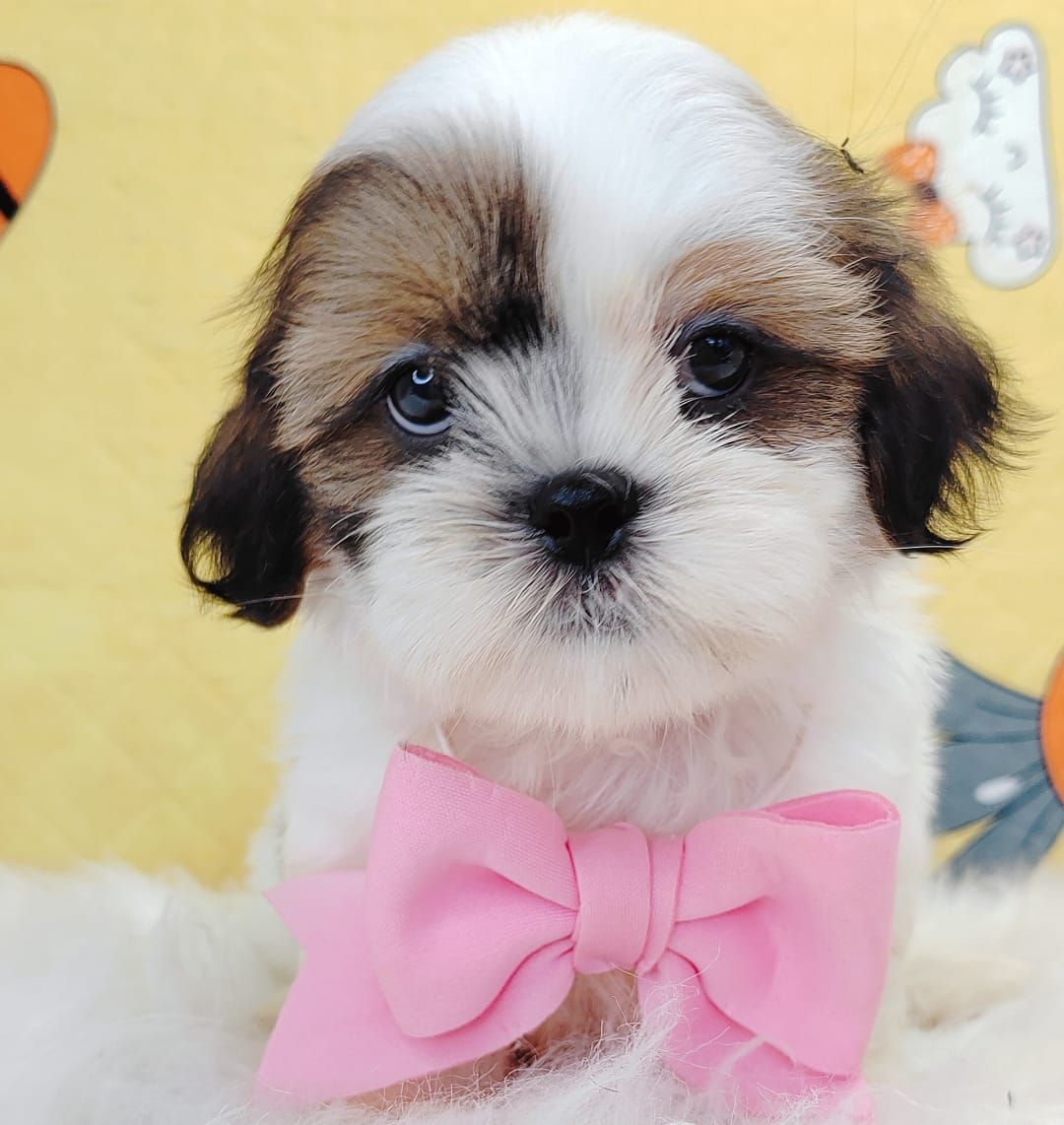 Shih Tzu 西施