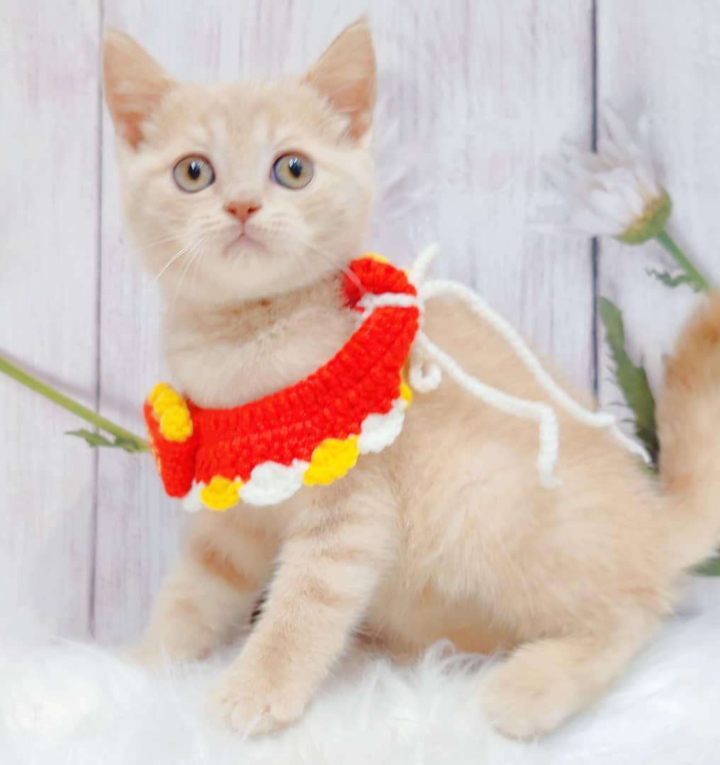 British Short Hair ( BSH ) 英短猫咪