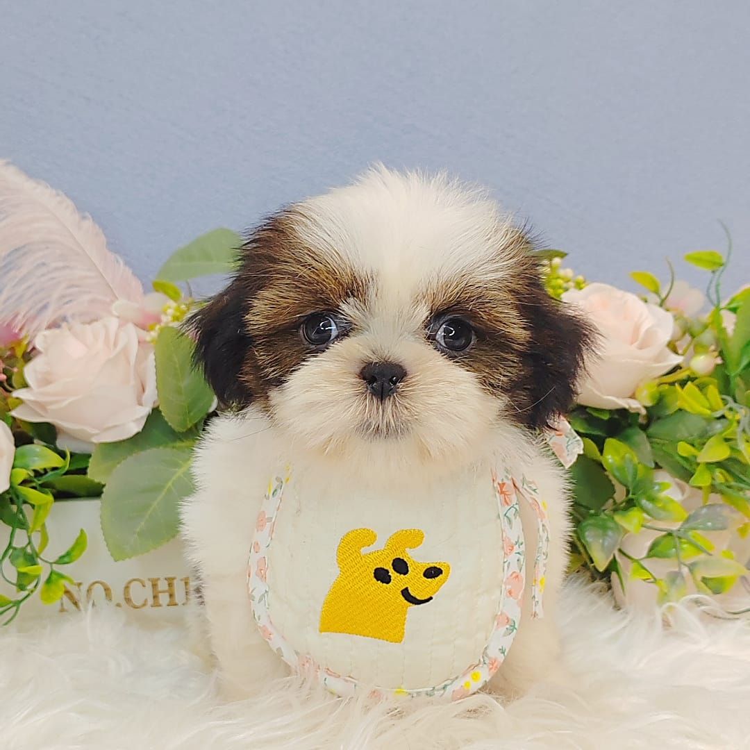  Shih Tzu 西施