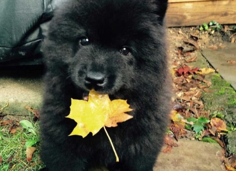 Chow Chow 松狮犬