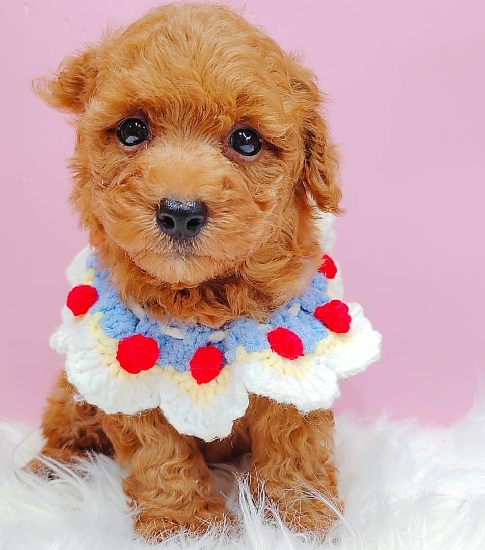Poodle 娉拌开璐靛