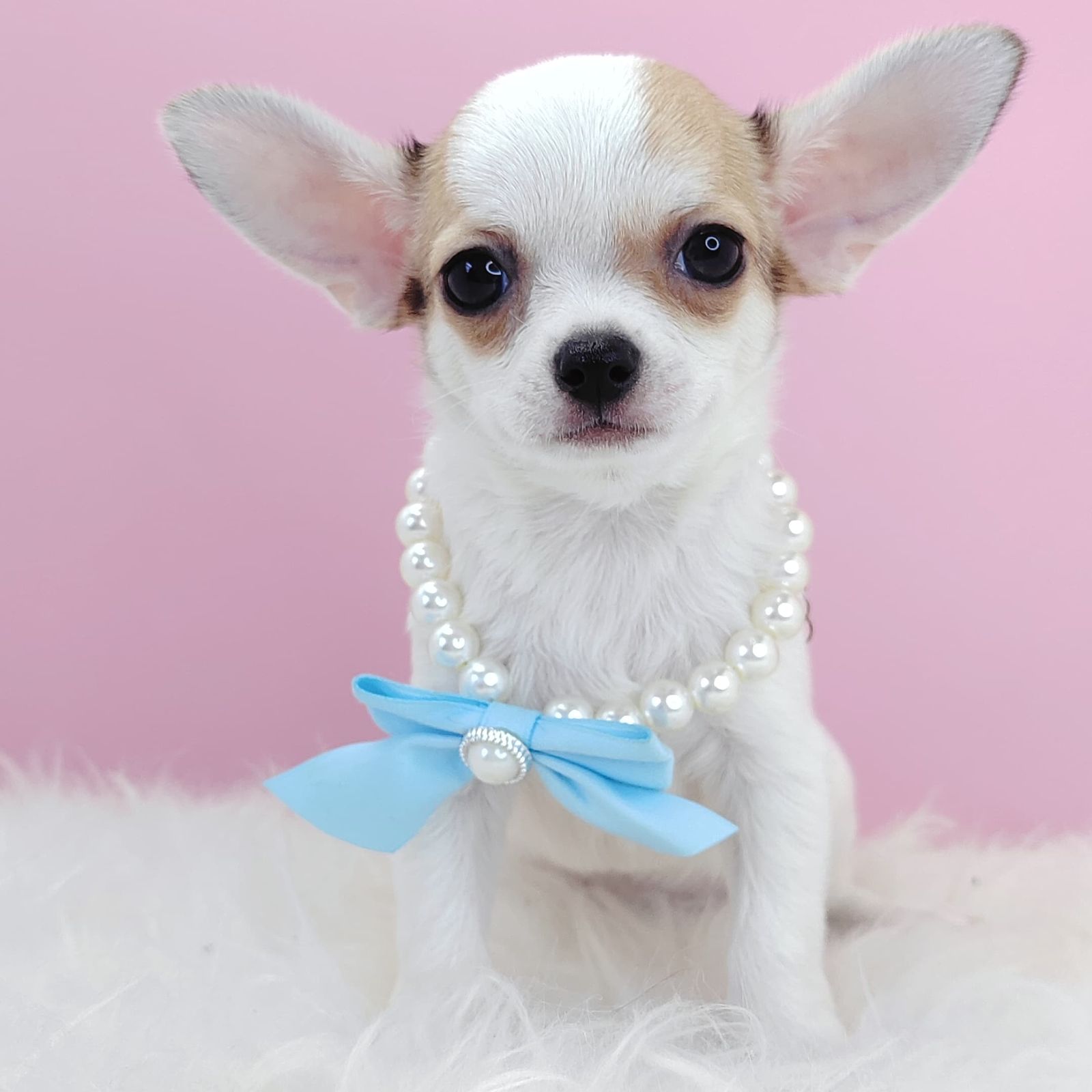 Chihuahua 吉娃娃
