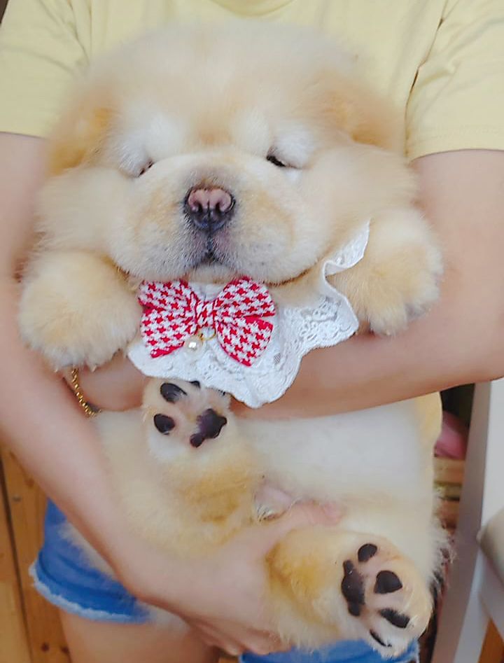Chow Chow 松狮犬