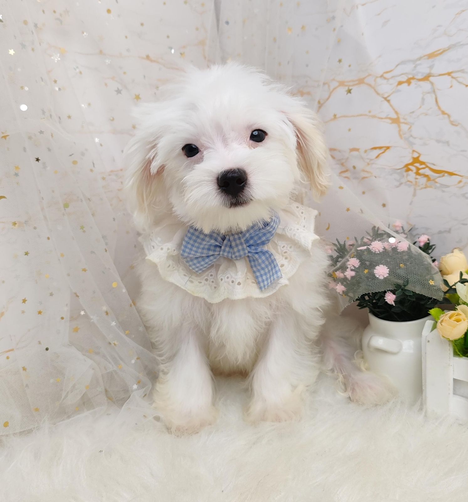 Maltipoo 马尔泰迪