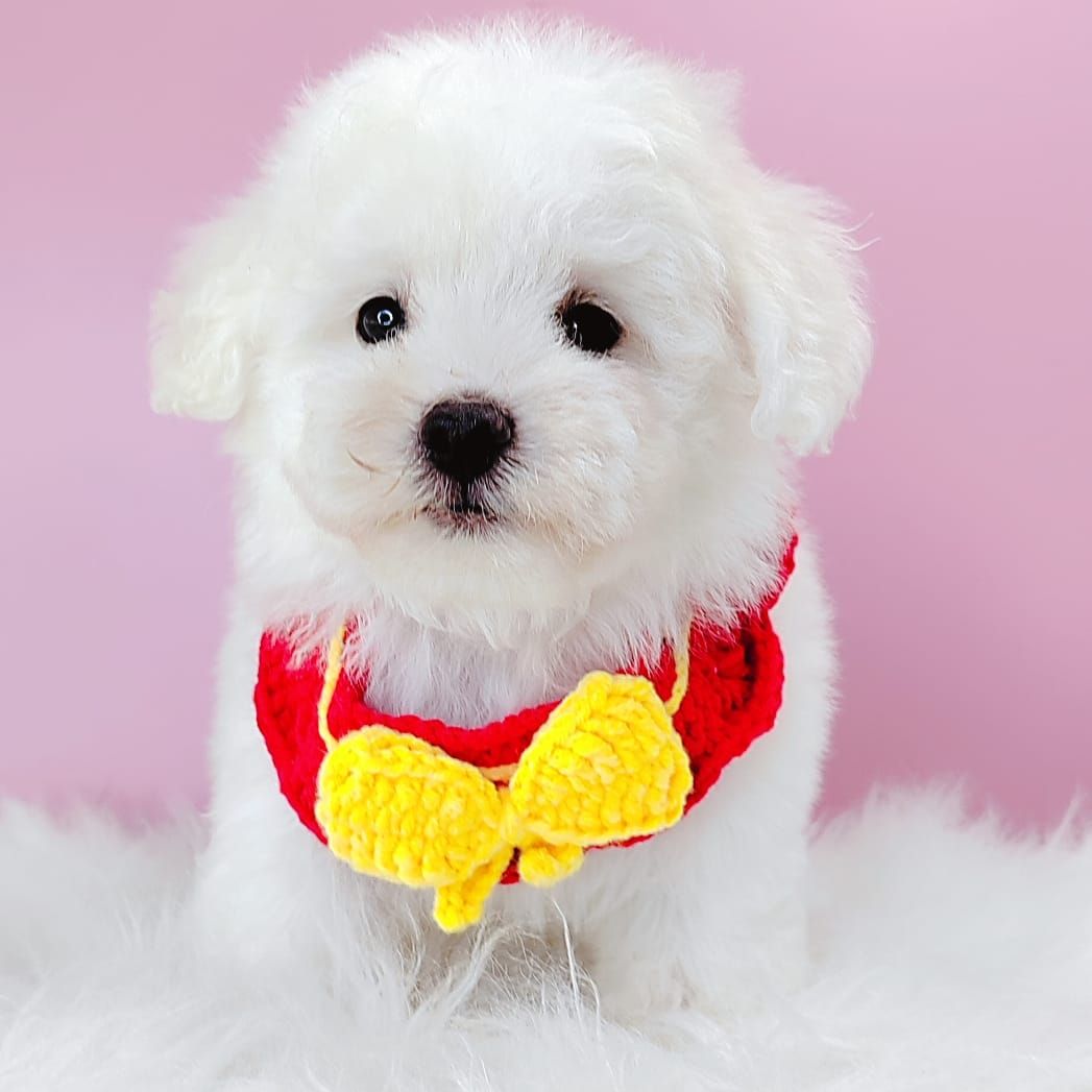 Poodle 娉拌开璐靛
