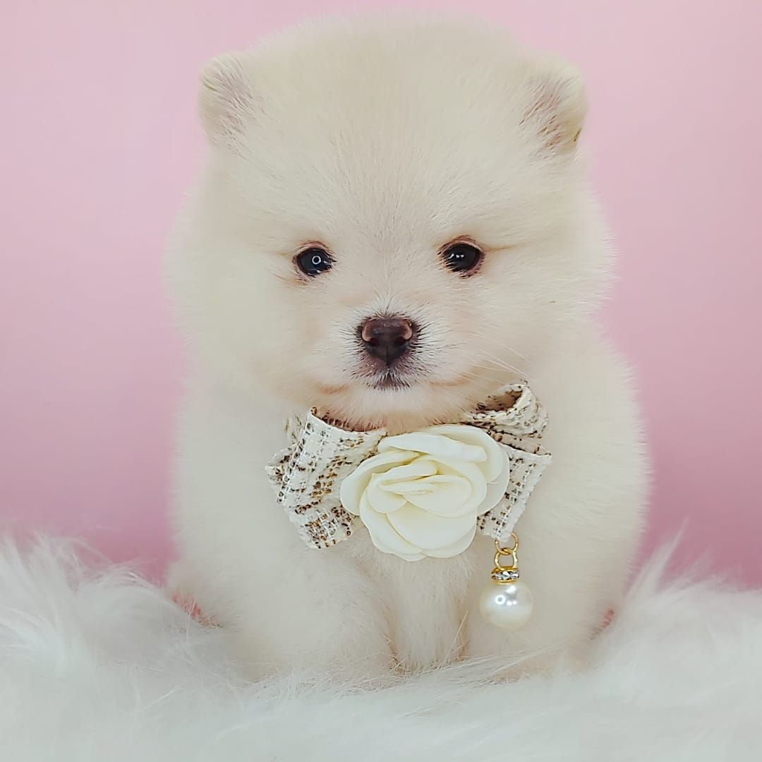 Pomeranian 博美