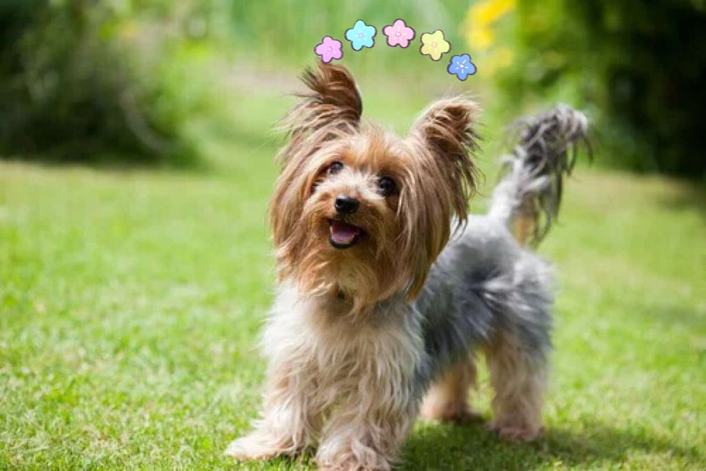 Yorkshire Terrier 约克夏