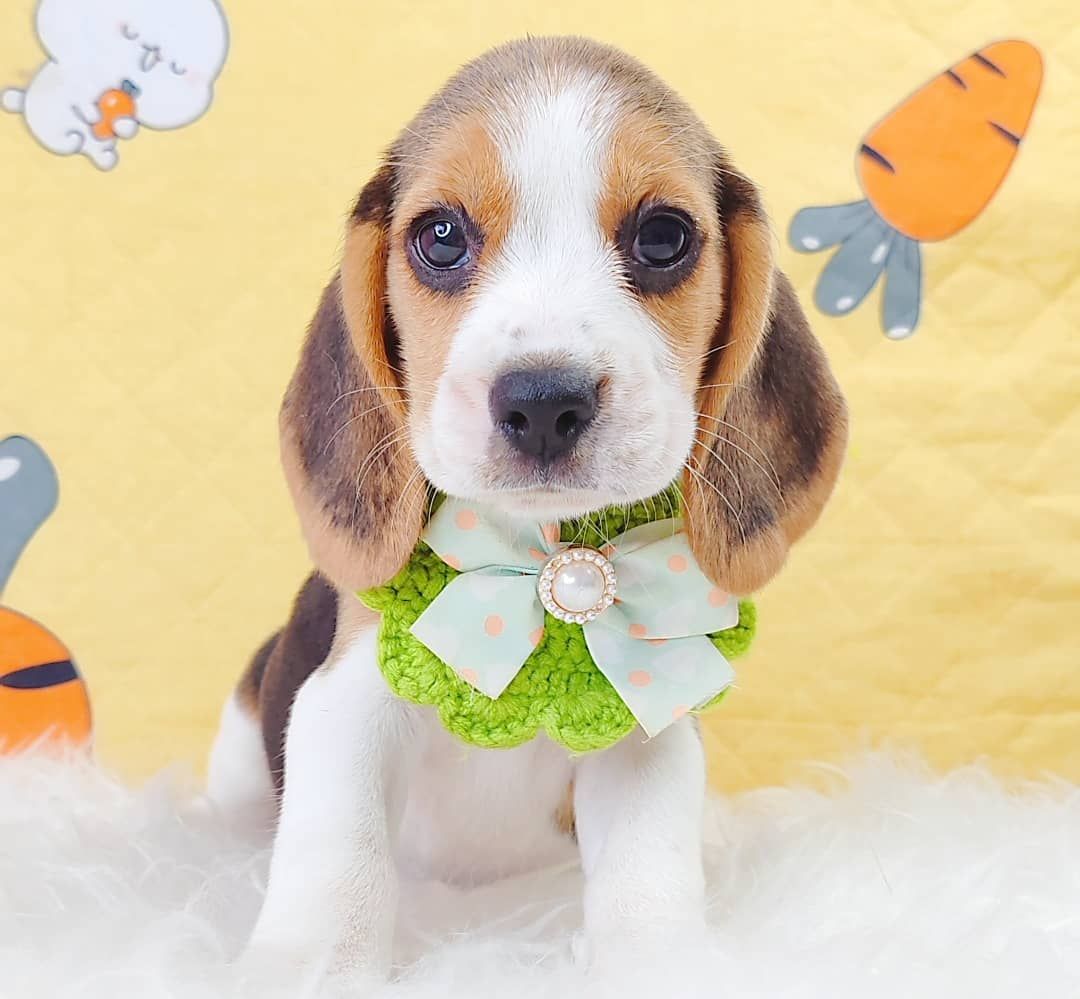 Beagle 米格鲁
