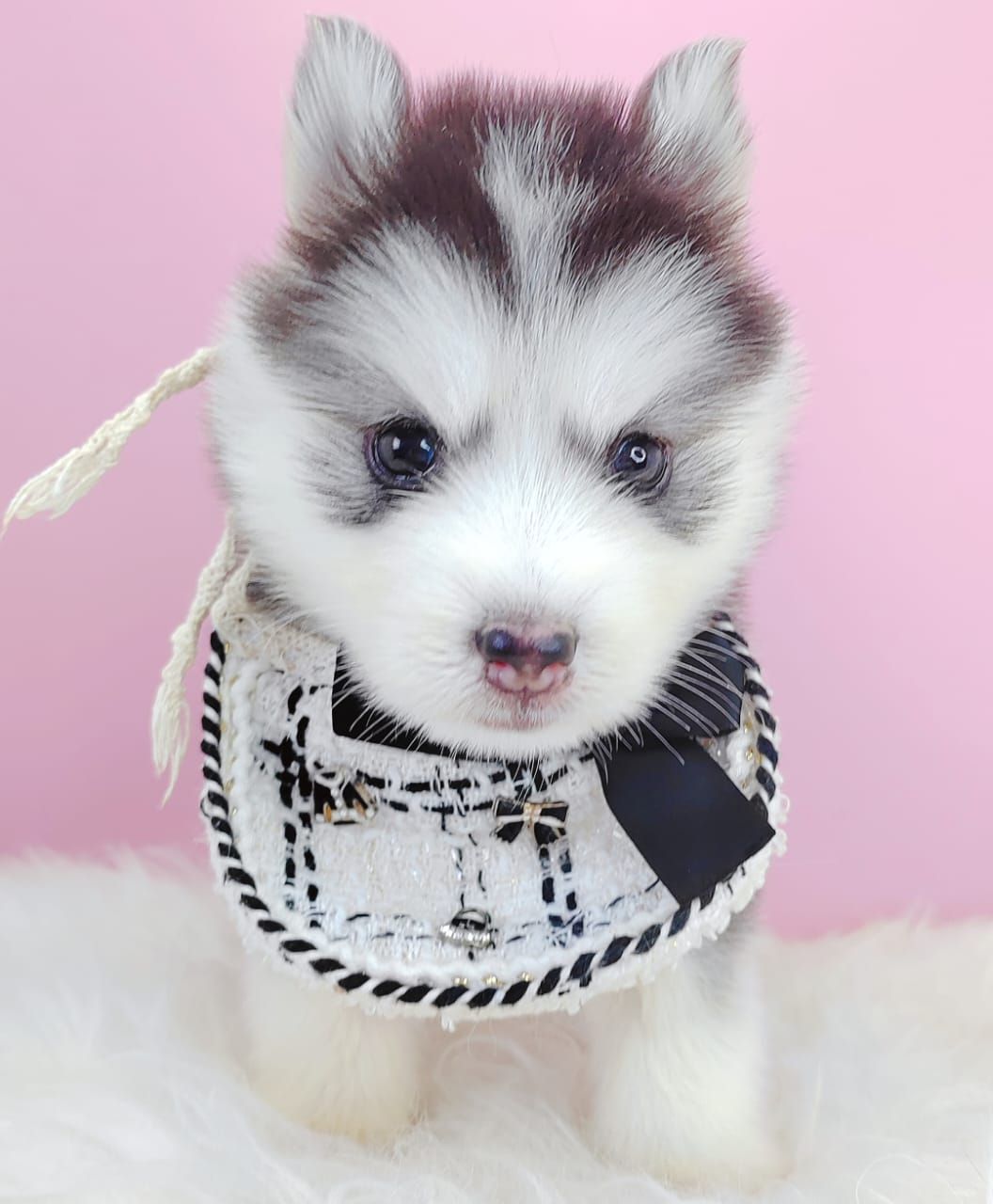 Pomsky 博士奇