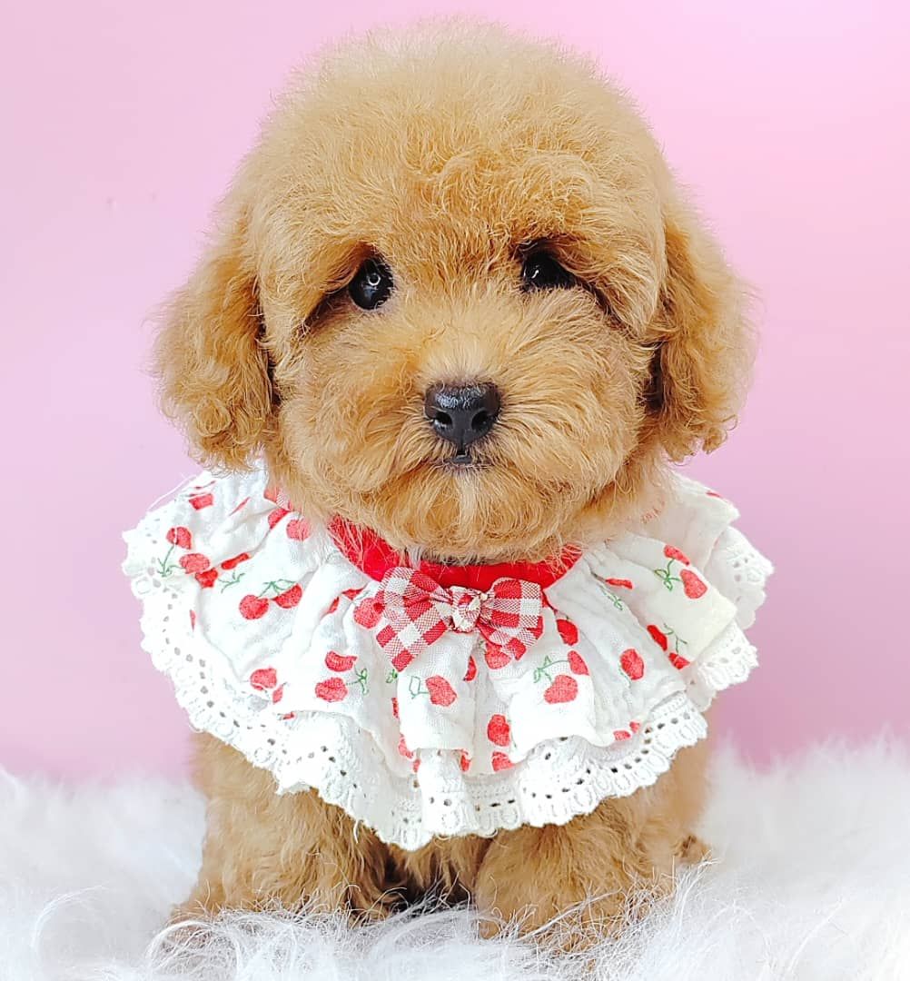 Poodle 娉拌开璐靛