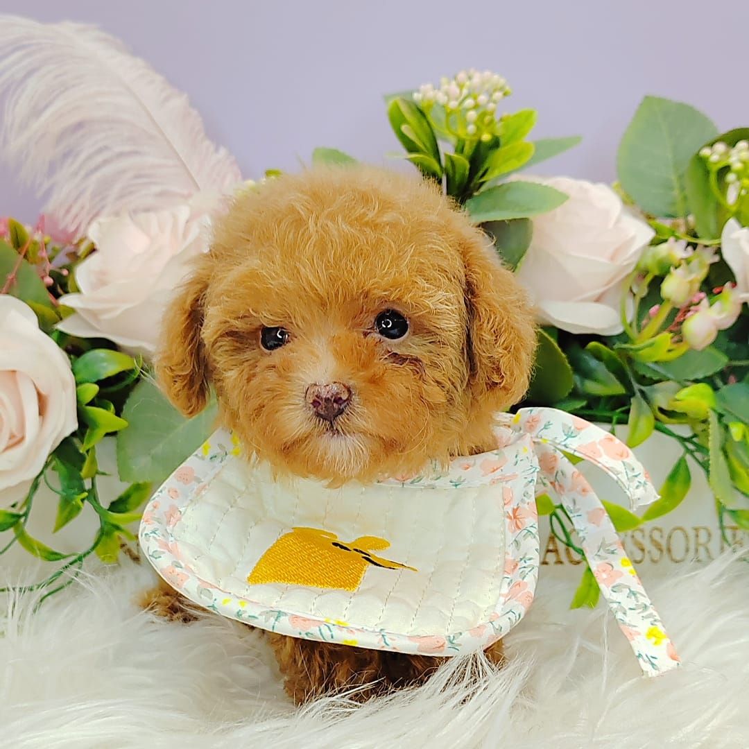  Poodle 娉拌开璐靛