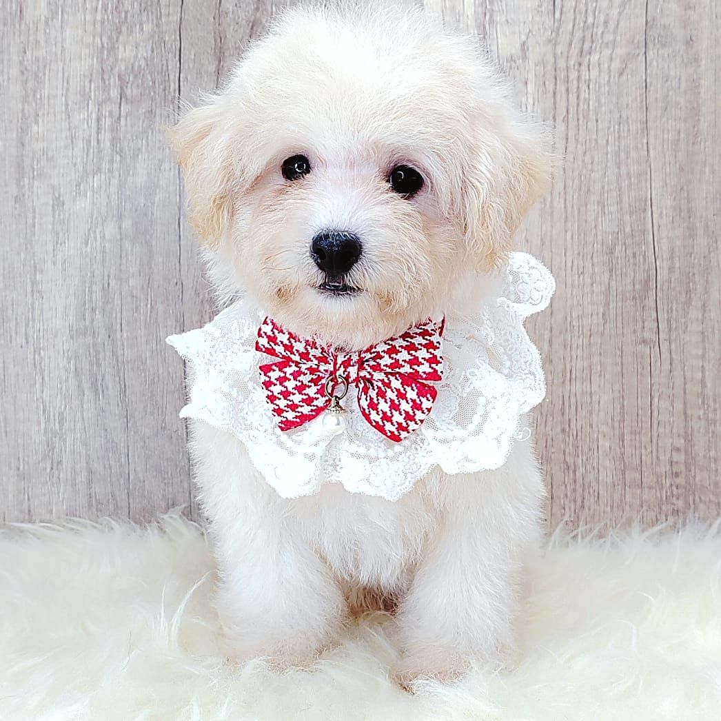 Maltipoo 马尔泰迪