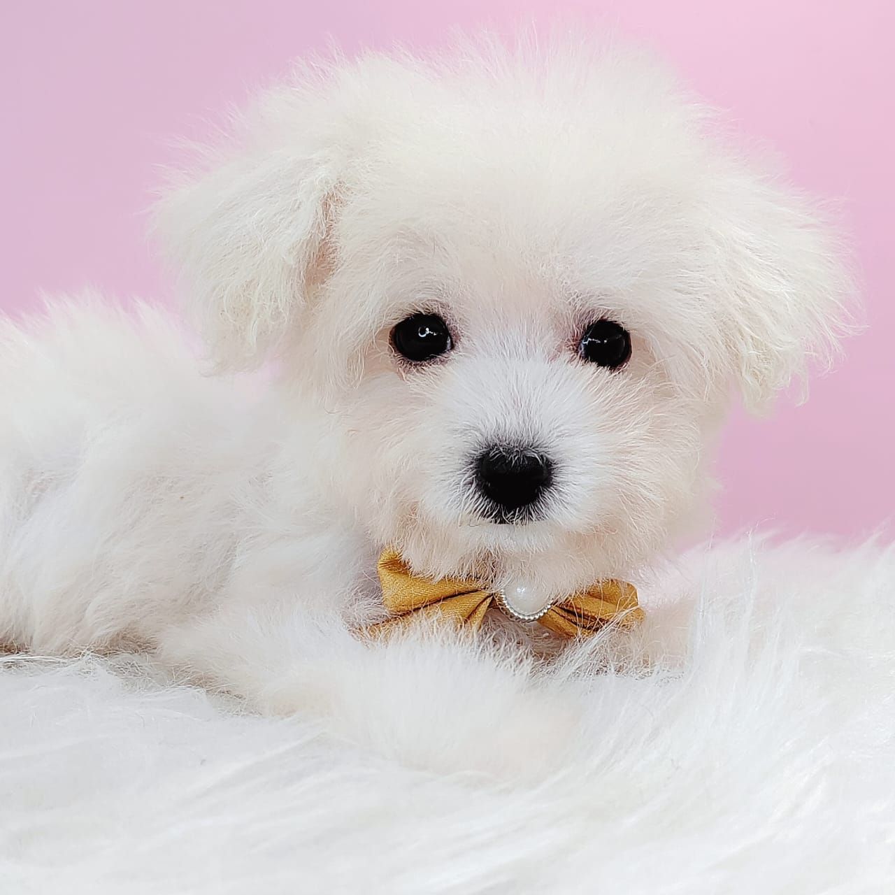 Poochon 泰迪熊
