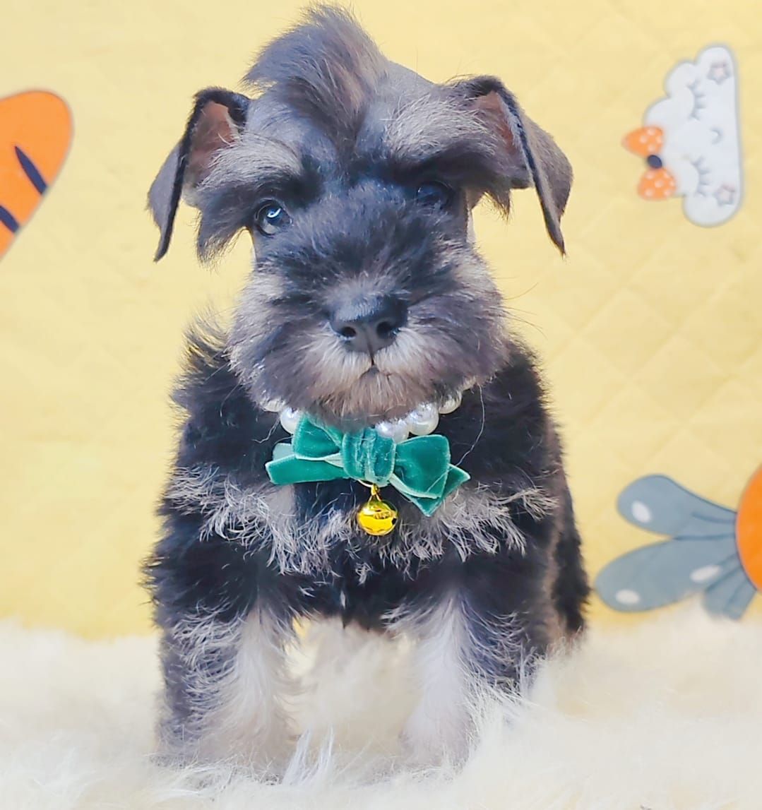 Schnauzer 雪纳瑞