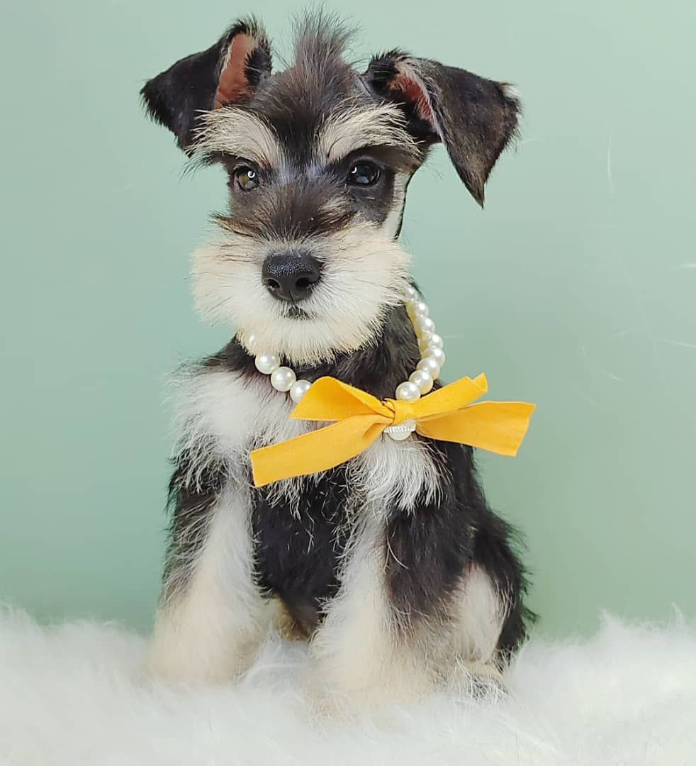 Schnauzer 雪纳瑞