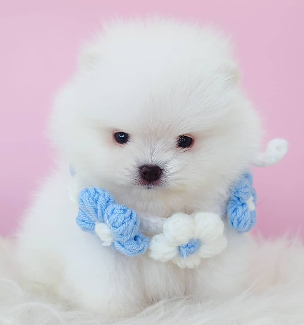 Pomeranian 博美