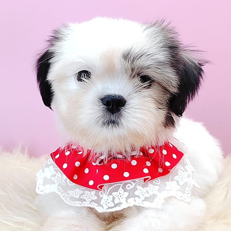Shih Tzu 西施
