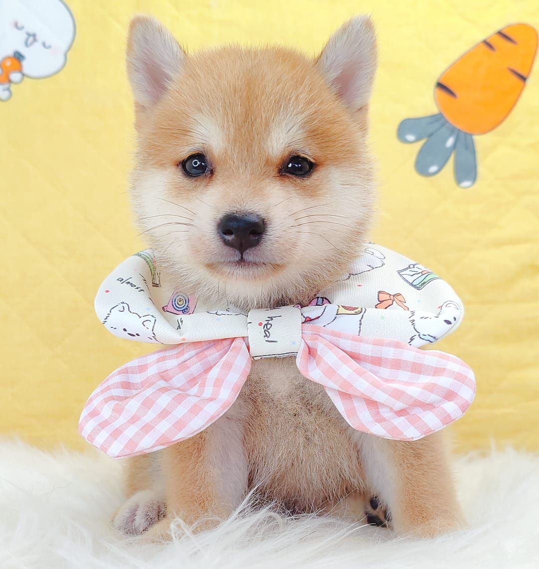 MameShiba Inu 豆柴柴犬