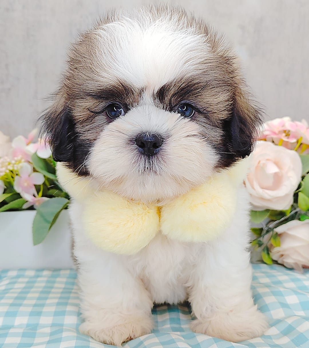Shih Tzu 西施
