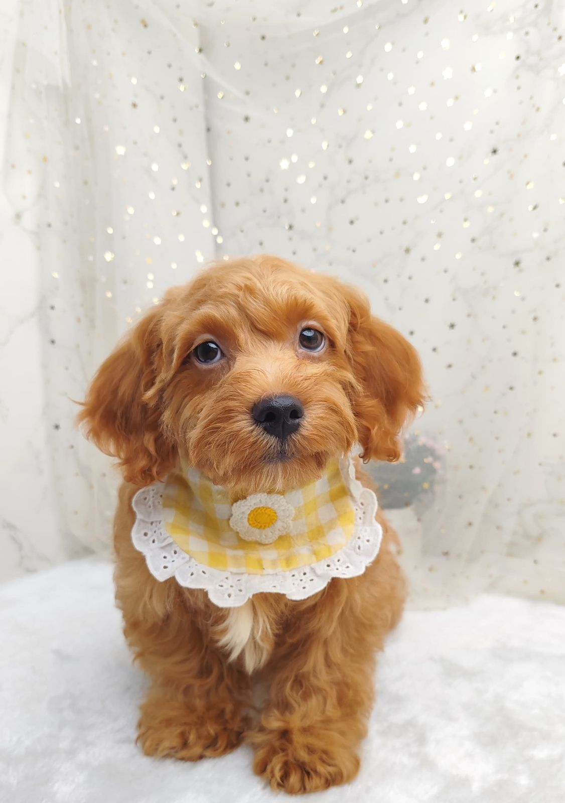 Poodle 娉拌开璐靛