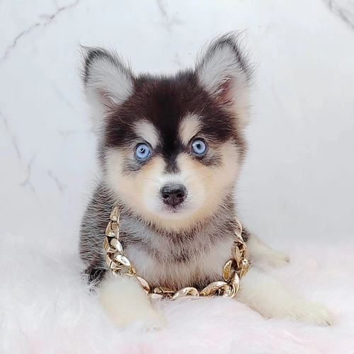 Pomsky ʿ - FURGATHER DESTINY PET HOUSE