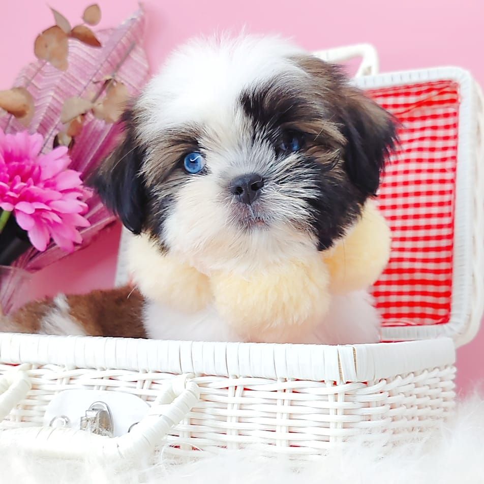 Shih Tzu 西施