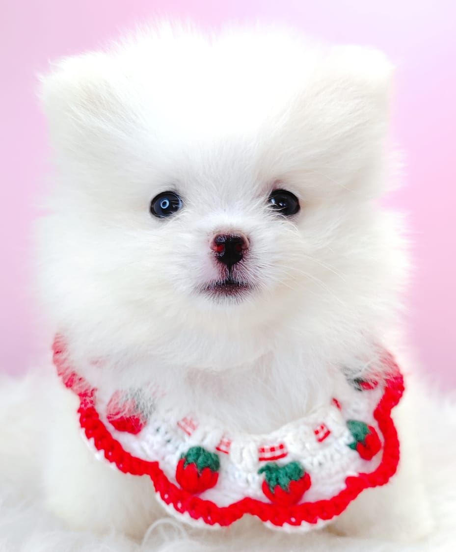 Pomeranian 博美
