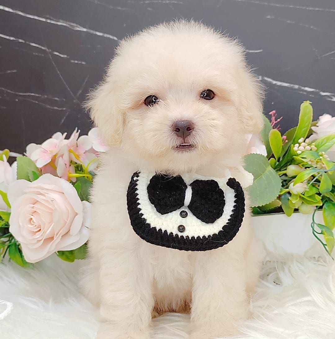 Poodle 娉拌开璐靛