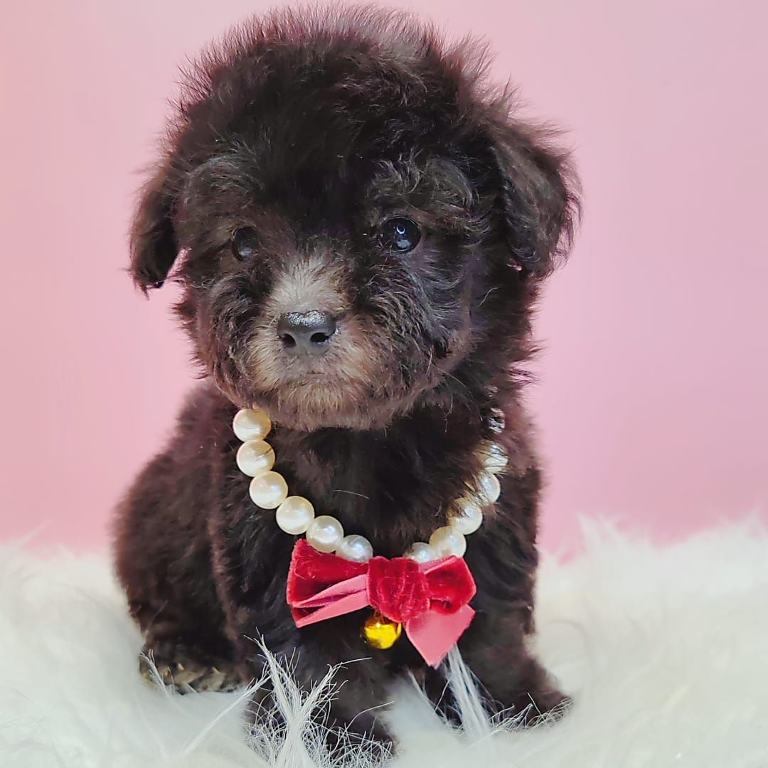 Poodle 娉拌开璐靛