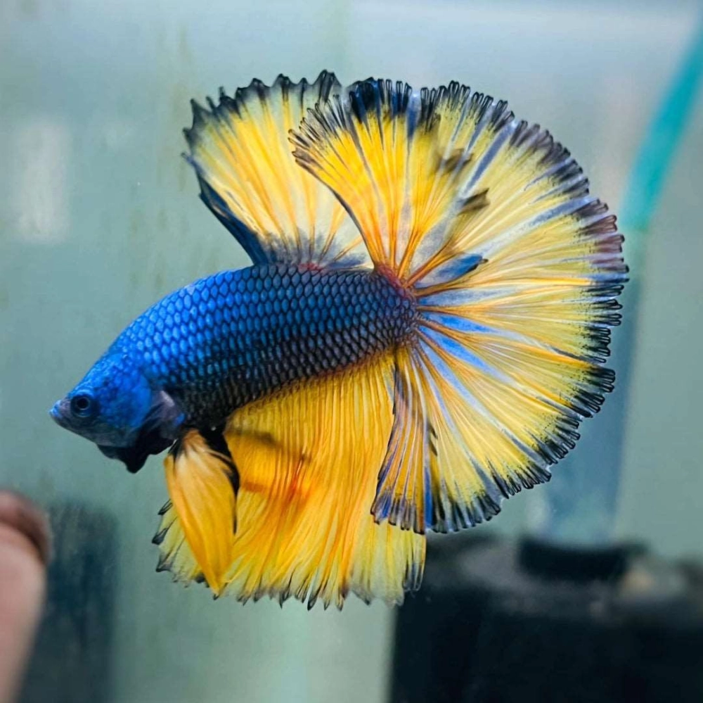 Aquatic Fish Pet Retailer & Services Petaling Jaya (PJ), Selangor, KL ...