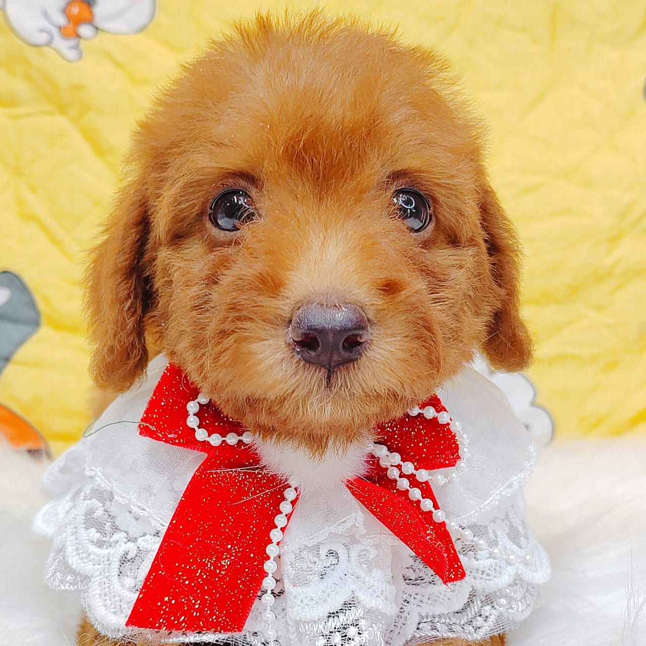Maltipoo 马尔泰迪