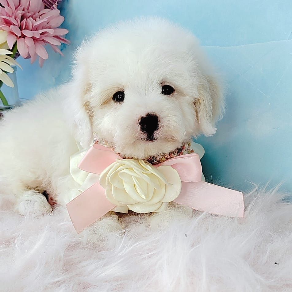 Maltipoo 马尔泰迪