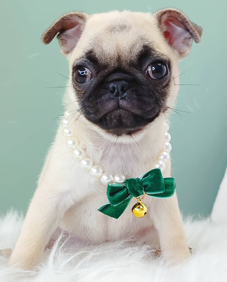 Pug 巴哥