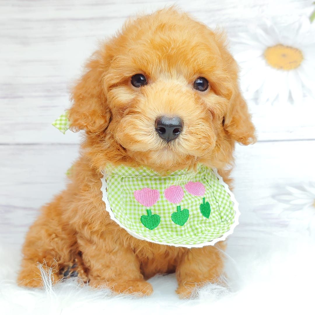 Poodle 娉拌开璐靛