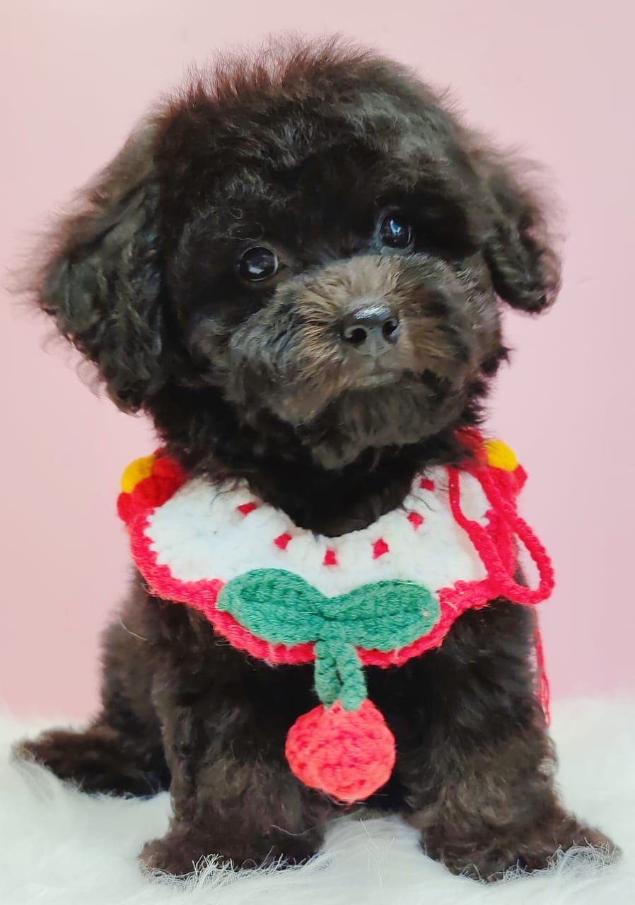 Poodle 娉拌开璐靛