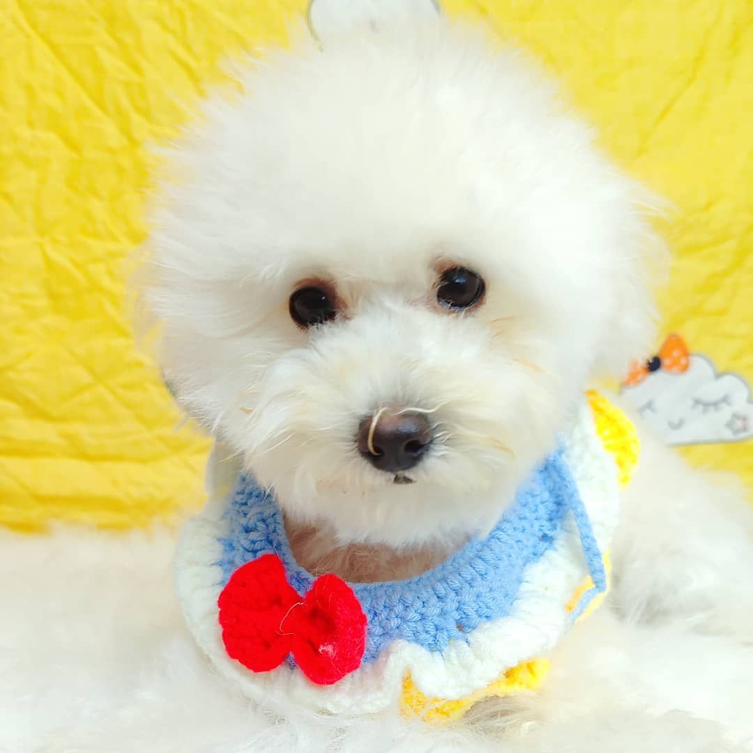 Maltipoo 马尔泰迪
